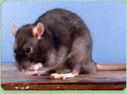 rat control Merthyr
